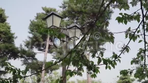 一个生长着红树和一盏古老的木制路灯的植物园视频的预览图