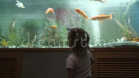 一个小女孩好奇地看着在水族馆里游泳的鱼视频的预览图