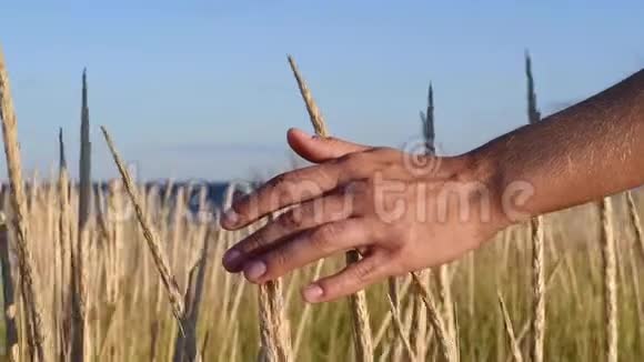 女性手抚摸美丽的小麦绚丽的金色夕阳视频的预览图