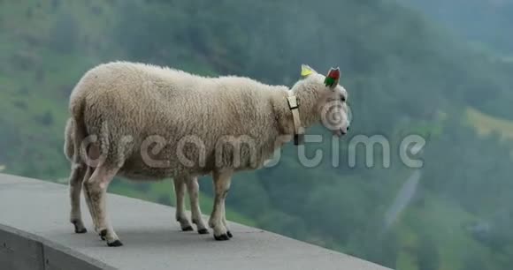 挪威在Hilly挪威路上逃离了国内绵羊朦胧的春日种羊场视频的预览图