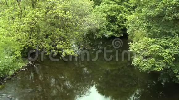 树下平静的溪流视频的预览图