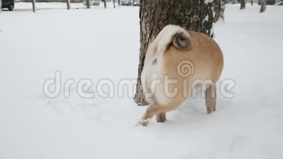 有趣的小狗嗅着一棵树然后在雪地上撒尿视频的预览图