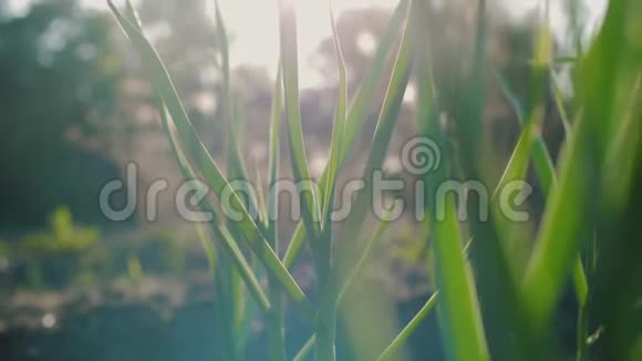 菜园中洋葱或大蒜的新鲜绿茎视频的预览图