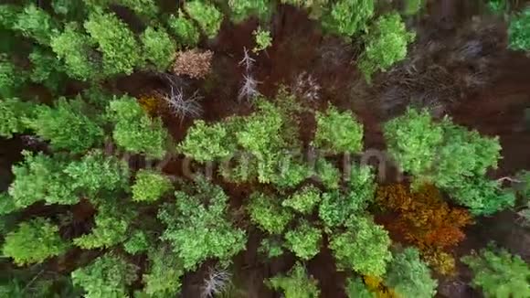 绿树冠上的森林景观视频的预览图