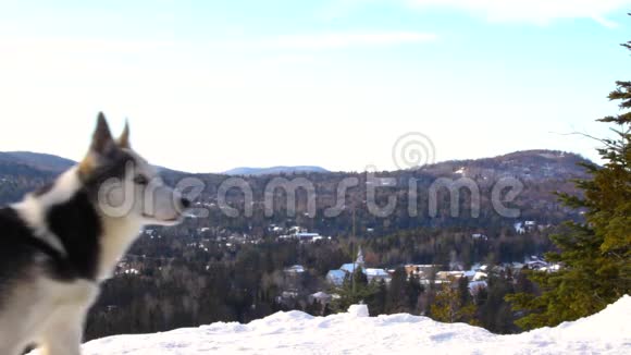 快乐的阿拉斯加哈士奇狗在山顶视频的预览图