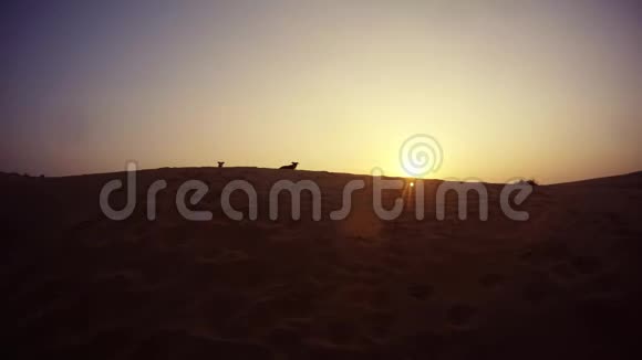 两只狗在夕阳下的沙丘沙漠TharRajasthan视频的预览图