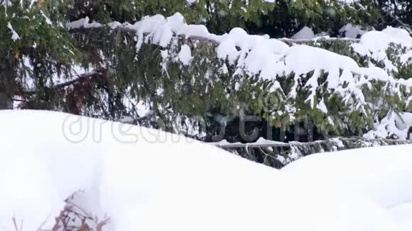 下雪了白雪覆盖的云杉树枝冬天云杉树在霜冻针叶树的杉树枝视频的预览图