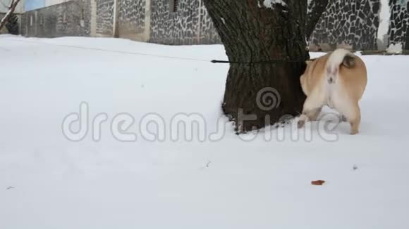 有趣的小狗嗅着一棵树然后在树上撒尿一排排地抓雪视频的预览图