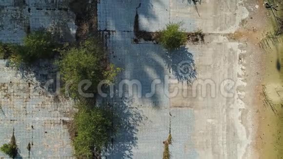 游泳池废弃的脏树玻璃杂草瓷砖从上到下拍摄视频的预览图