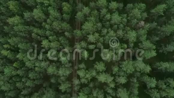 立陶宛的森林靠近立陶宛首都维尔纽斯的青松林3视频的预览图