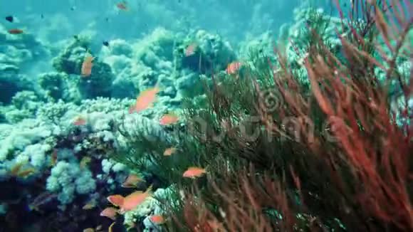 红海鞭打省略号埃及水下觅食视频的预览图