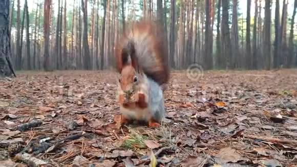 秋天森林里的松鼠吃葵花籽视频的预览图