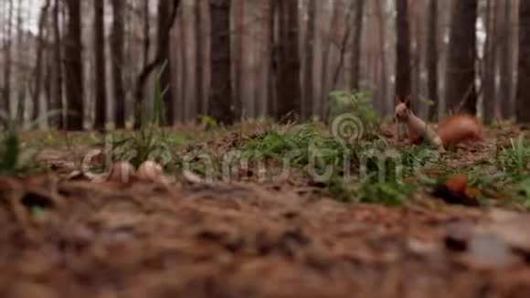 松鼠在野外寻找森林里的食物视频的预览图