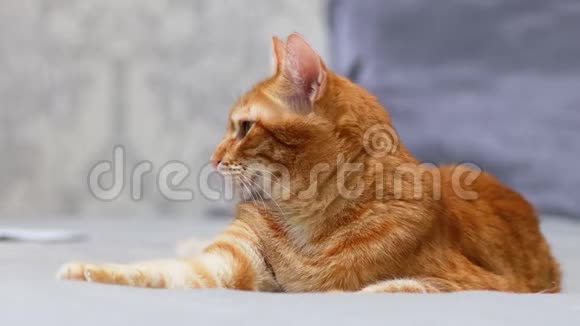 红色猫躺在床上的特写肖像在灰色和蓝色的背景下环顾四周视频的预览图