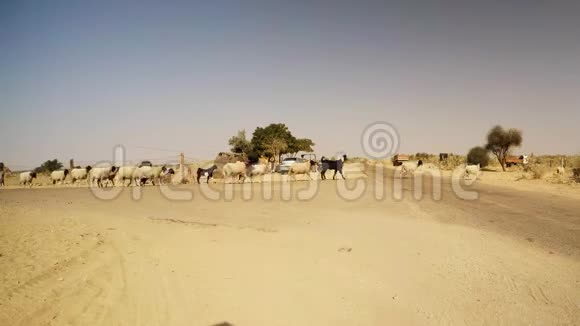 在沙漠里阳光明媚的一天一群家羊穿过马路视频的预览图