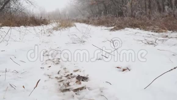 镜头升起在白雪皑皑的森林道路之上视频的预览图