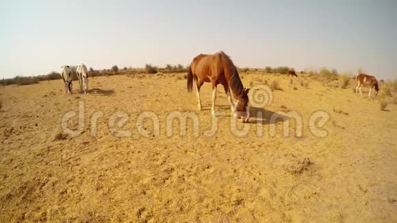 马吃草吃贫瘠的生长沙漠景观拉贾斯坦邦视频的预览图