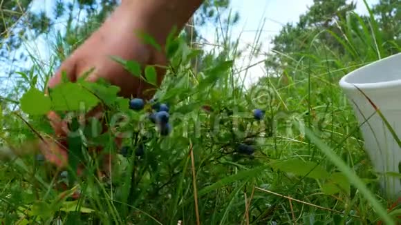 健康的有机食品美味的成熟野生蓝莓菌苗被男人的手在森林里采摘视频的预览图