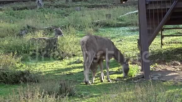 雌性鹿种类野生鹿动物视频的预览图