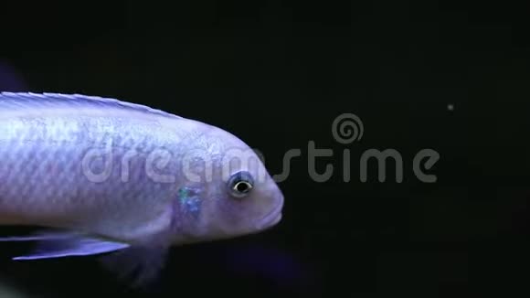 蓝色闪耀的鱼侧观和侠影在一起这条鱼正在黑色的背景下游泳海洋动植物视频的预览图
