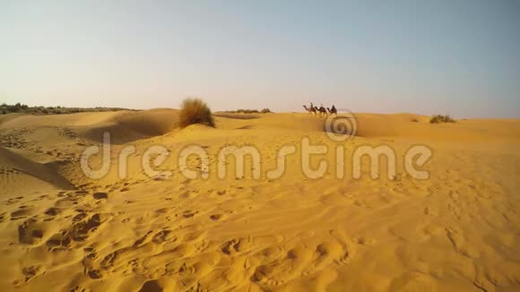 背靠背的骆驼穿过沙漠沙尔的沙丘视频的预览图