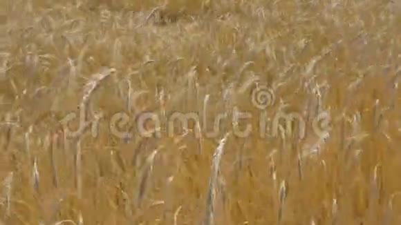 小麦之海视频的预览图