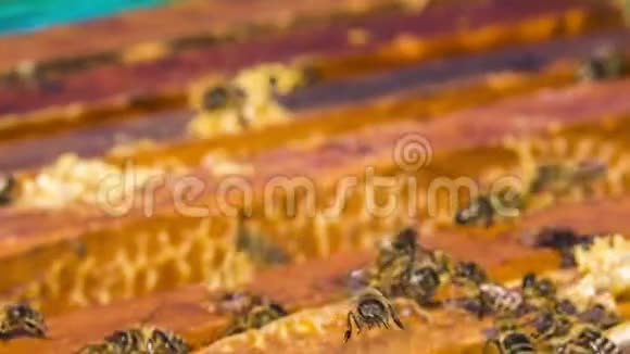 很多蜜蜂在蜂巢里忙碌视频的预览图