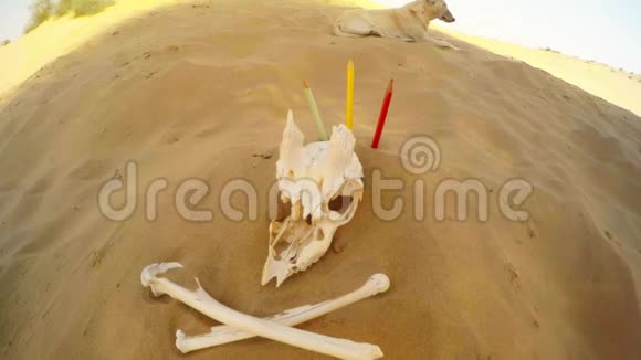 沙丘上的动物骨头三支铅笔放在沙漠后面的沙狗里视频的预览图