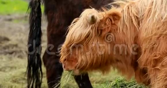 高地牛牛在夏季牲畜牧场上放牧夏日的苏格兰牛种关闭视频的预览图