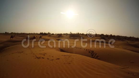 骆驼在印度的沙丘上移动阳光照耀着沙漠拉贾斯坦邦视频的预览图