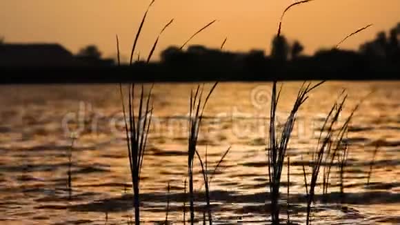 风在夕阳的余晖中搅动着水面上的草视频的预览图