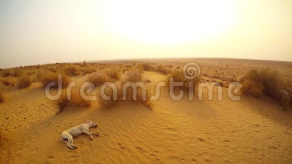 流浪狗睡在撒姆德沙漠景观日落拉贾斯坦邦视频的预览图