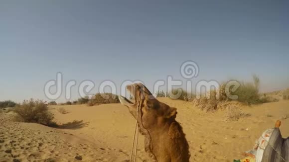 骆驼打哈欠环顾沙丘沙漠TharRajasthan视频的预览图