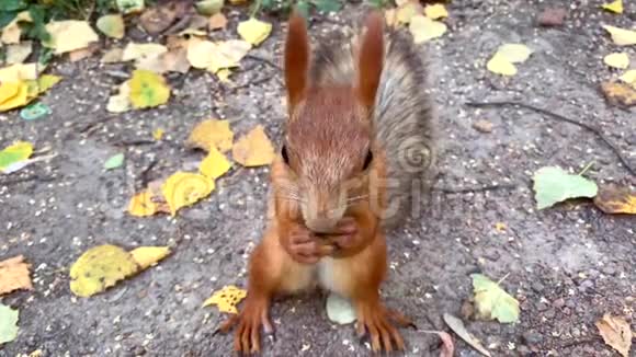 靠近红松鼠吃着榛子站在地上秋天的叶子视频的预览图