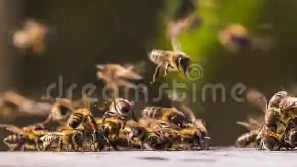 蜜蜂聚集在小组里视频的预览图