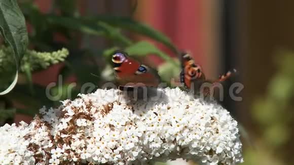 两只蝴蝶在白花上视频的预览图