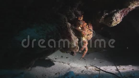 加勒比海水下螃蟹视频的预览图