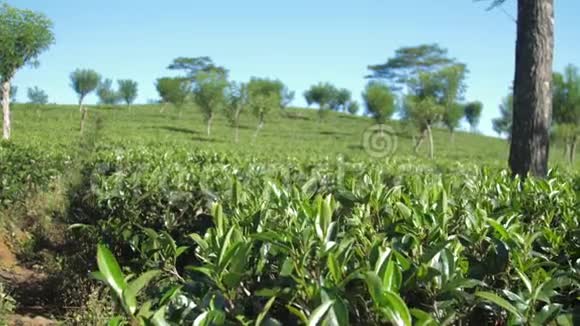 在广阔的蓝天上的丘陵种植园的茶树丛视频的预览图