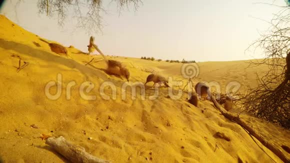 一群阿拉伯狒狒在日落沙漠景观的沙滩上吃晚饭视频的预览图