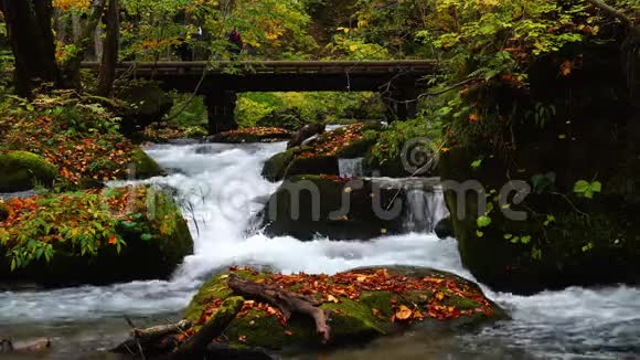 依拉西河水流经过的岩石覆盖着绿色的苔藓和秋天的彩色落叶视频的预览图