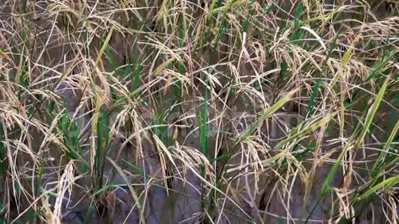 水稻种植区关闭视频的预览图