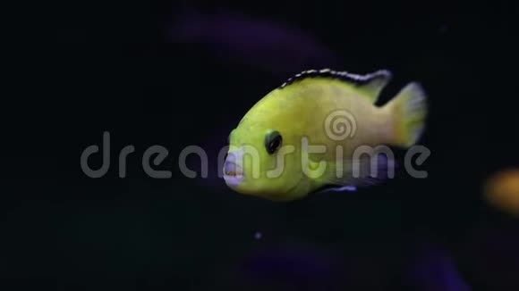 单一的黄鱼与阴影游泳边的方式在黑暗的海洋背景鱼周围的免费复制空间视频的预览图