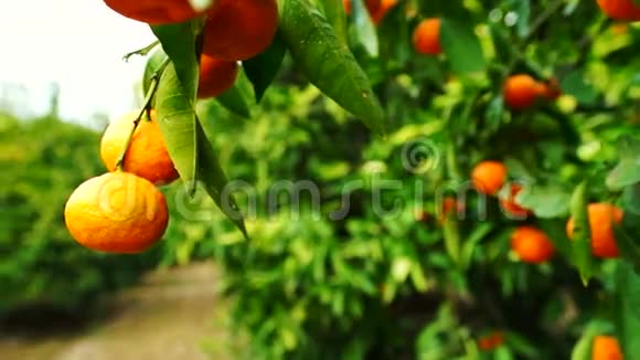 柑橘水果果园橘子食品收获加利福尼亚农业视频的预览图