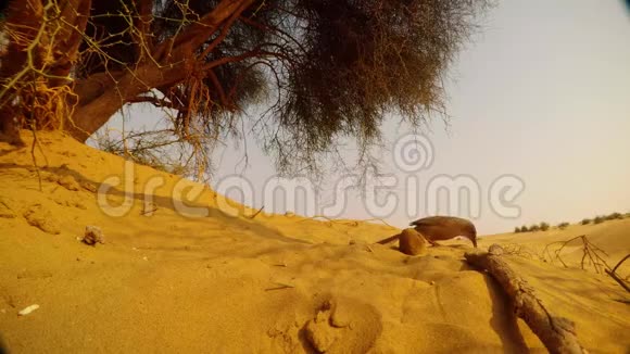 阿拉伯的狒狒在沙滩上吃东西另一只鸟在沙漠后面飞下来视频的预览图