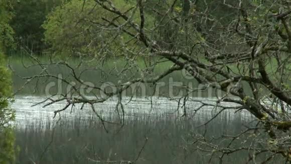 河前的苔藓树视频的预览图