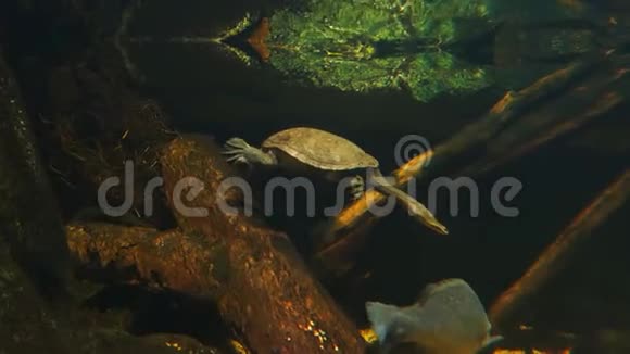 乌龟和鱼在小溪里游泳视频的预览图