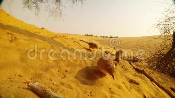 一群阿拉伯鸟在拍摄者面前的沙滩上享用晚餐日落时沙漠景观就在附近视频的预览图