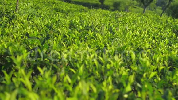 茶树叶丘陵种植园近景慢景视频的预览图
