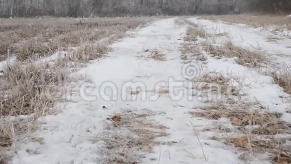 摄像机在白雪覆盖的乡村道路上滑行雪林小道上遛狗的观点视频的预览图