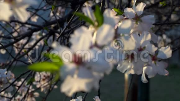 白花梅树的特写镜头视频的预览图